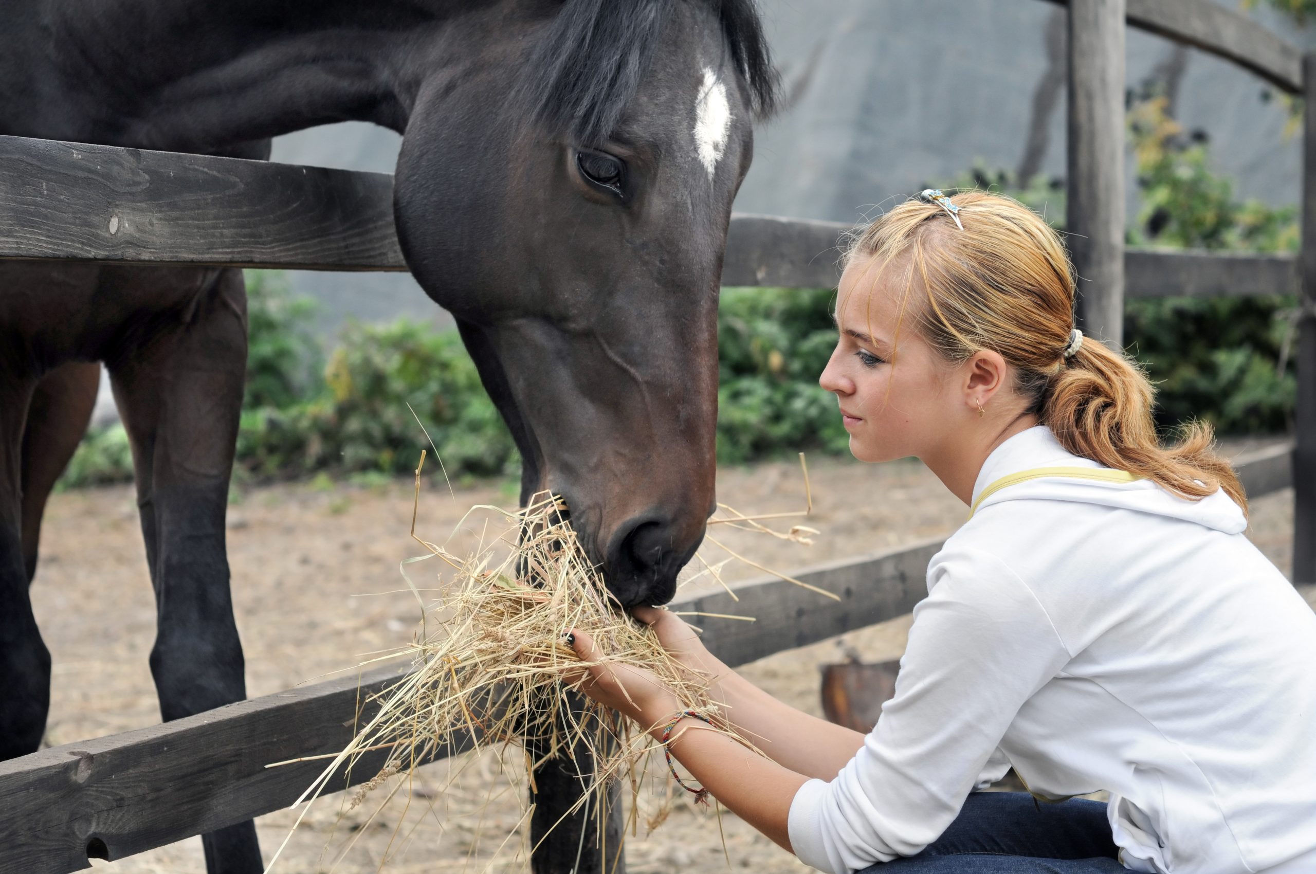 Teenage,Girl,Feeding,Horse,In,The,Farm